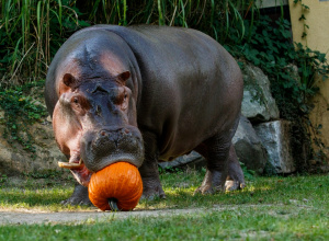 Dynie dla mieszkańców Warszawskiego Zoo – rusza jesienna zbiórka!