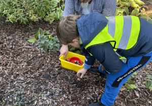 Mężczyzna i dziecko w odblaskowej kamizelce sadzą cebulki kwiatów w ogrodzie. Obok nich stoi żółte wiaderko z cebulkami. W tle widać rośliny i jesienną zieleń.