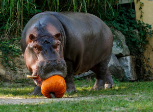 Dynie dla mieszkańców Warszawskiego Zoo – rusza jesienna zbiórka!